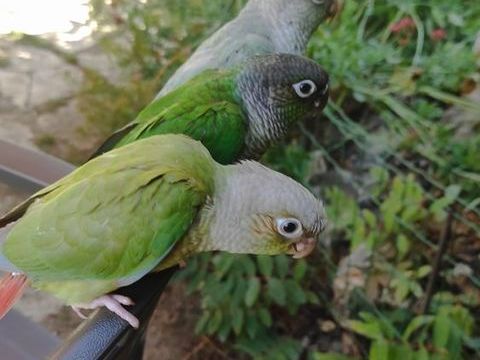 Conure de 2 mois sex&eacute; fille un disponible  man en 3 les pare 150 51000 Châlons-en-champagne