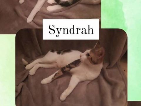 Syndrah, petite minette cherche foyer pour la vie 230 84190 Vacqueyras