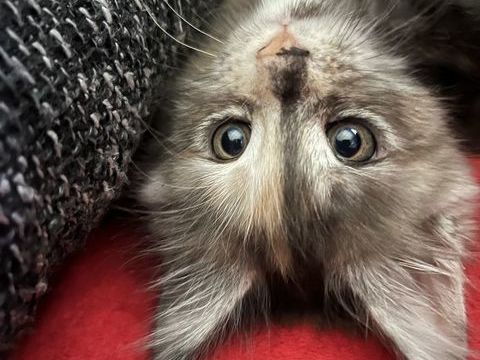 Chaton Maine coon loof 1390 38490 Les abrets en dauphin�