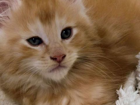 Magnifique Bébé Maine Coon mâle Red Silver 1700 77300 Fontainebleau