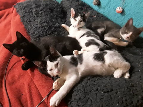 A donner chattons 0 50100 Cherbourg-en-cotentin