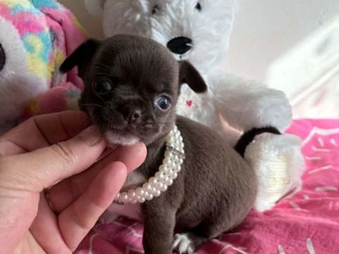 Chiots chihuahua poil long et poil court 850 60400 Noyon