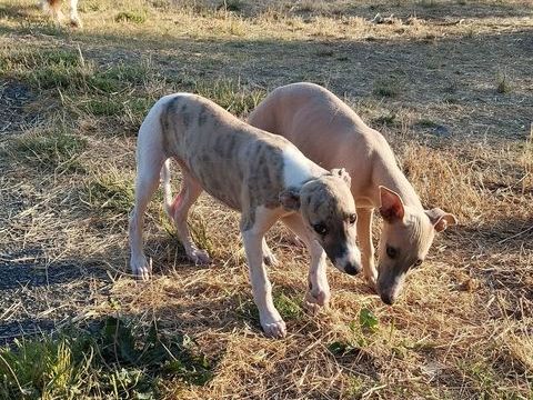  WHIPPETS  lof 900 56140 Tréal