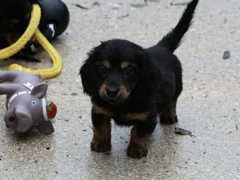Magnifiques Chiots teckels nains poils longs 1700 77710 Paley