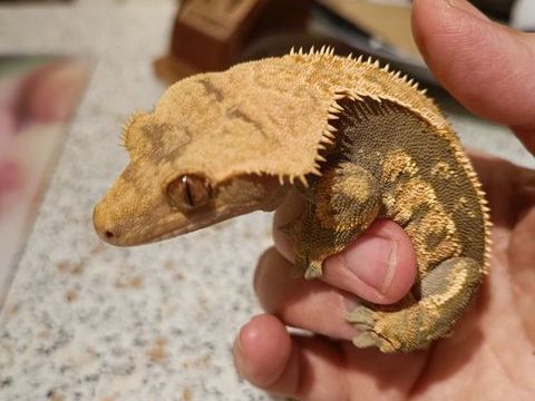 Geckos &agrave; cr&ecirc;te 60 67200 Strasbourg