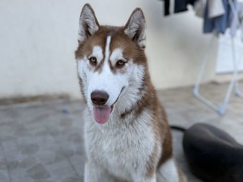 Husky m&acirc;le  1300 95220 Herblay