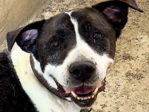 BAPTISTE, cane corso, 8 ans DON LIBRE 0 34500 Béziers