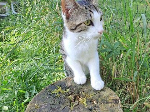 KALIA, magnifique chatte grise et blanche à adopter via l'association UMA 230 18130 Parnay