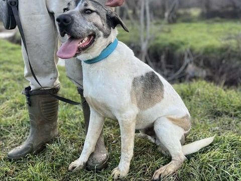 AXSEL crois&eacute; de 16 mois 280 59300 Aulnoy-lez-valenciennes