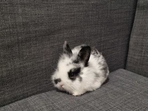 Lapin nain 40 13380 Plan-de-cuques