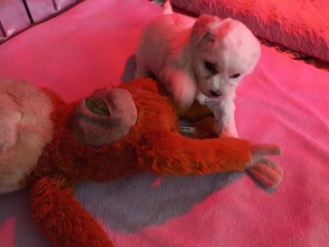 Chiots 1300 38690 Flach�res