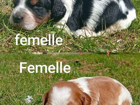Chiot &eacute;pagneul breton lof 1100 50500 Br�vands