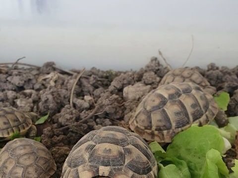 b&eacute;b&eacute;s tortue grecque 50 13300 Salon-de-provence