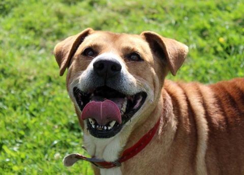 TAI, adorable croisé Golden Retriever à adopter 200 18210 Vernais