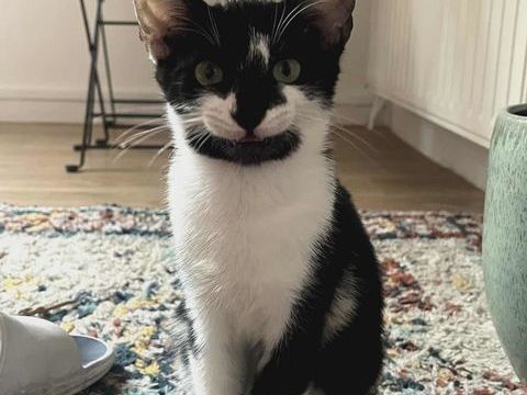 Milo un petit tr&eacute;sor &agrave; rencontrer ! 180 75003 Paris