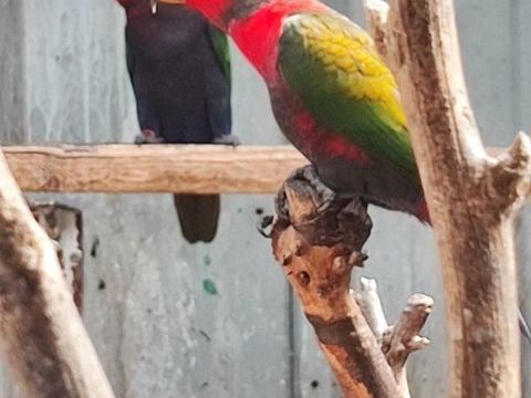 couples loris tricolore 0 38300 Bourgoin-jallieu