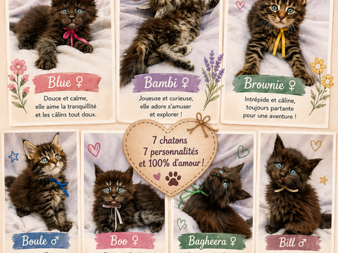 Maine Coon LOOF 1350 51000 Ch�lons-en-champagne