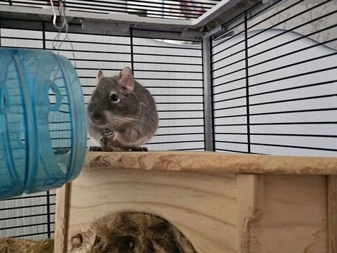 Octodon  0 13130 Berre-l'tang