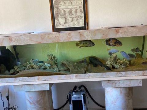 AQUARIUM COMPLET + POISSONS 800 38500 Voiron