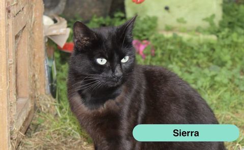 Sierra, chatte noire &agrave; adopter 230 18210 Bannegon
