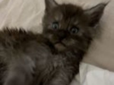   Chatons Maine Coon non LOOF à réserver 