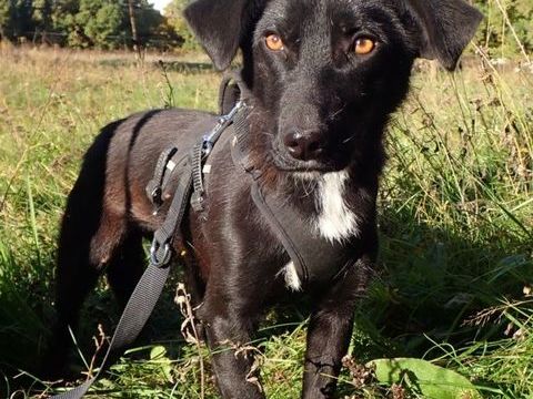 Lotty à l'adoption 300 76000 Rouen