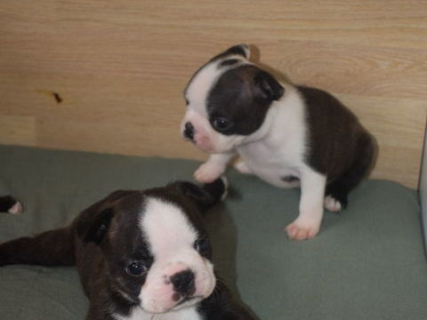 Chiots Boston Terrier non lof issus de parents lof 1150 56220 Peillac