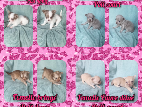 Chiot chihuahua femelle poil long et poil court 1150 27140 Gisors