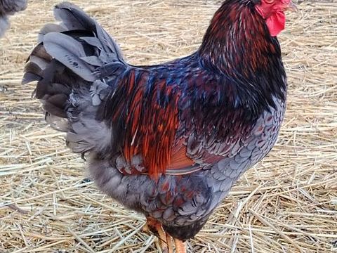 poules 60 79120 Rom