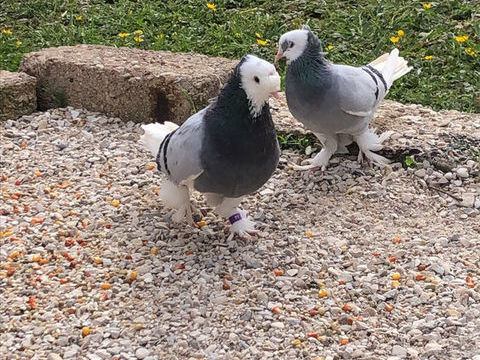 pigeon takla costume ala bleu 100 89400 Migennes