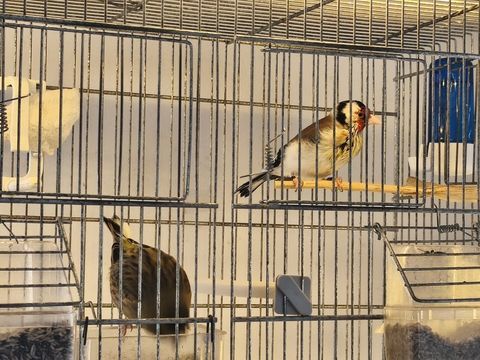 Chardonneret, major 130 83500 La seyne-sur-mer