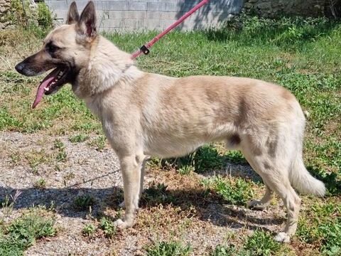 TACOS, berger allemand blanc-champagne, 5 ans 220 34500 B�ziers