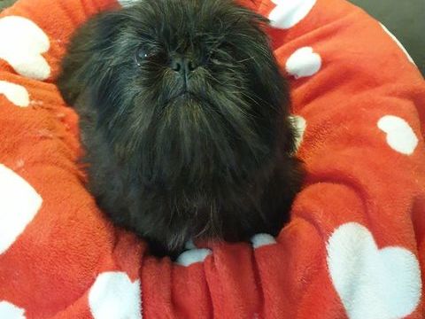 SPLENDIDE SHIH TZU FEMELLE NOIR BLEUT&Eacute;.. 680 86400 Civray