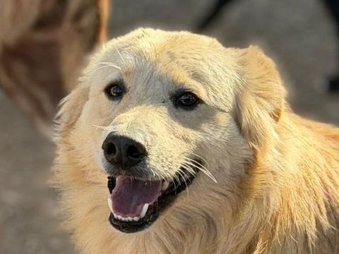 RUBIO 320 27620 Gasny