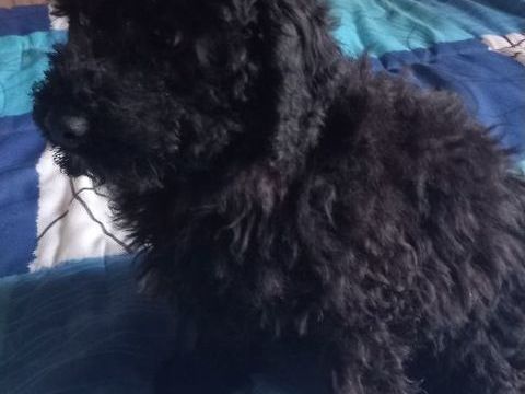 caniches nains noirs 0 19410 Vigeois