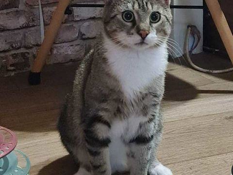 Smoke un compagnon doux et c&acirc;lin 180 92000 Nanterre