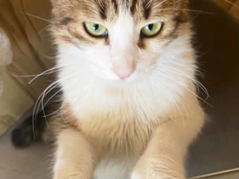 Gusto, jeune chat abandonné 90 34420 Villeneuve-ls-bziers