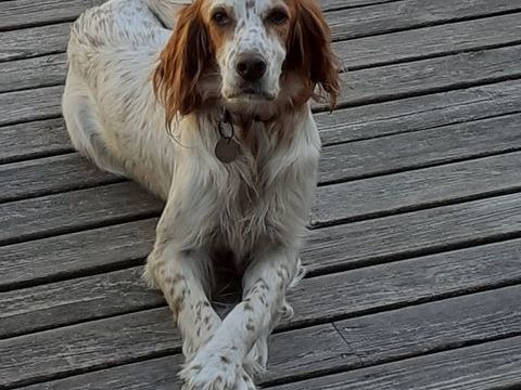 Donne setter 0 29250 Plougoulm