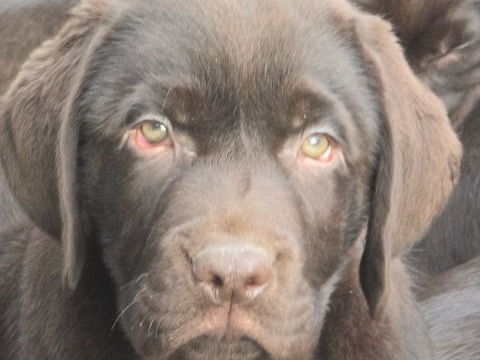 chiot labrador Retriever&nbsp; 1000 62860 Qu�ant