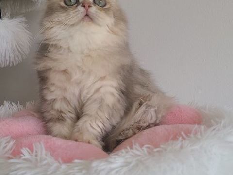British Longhair, issues de lign&eacute;es prestigieuses. 1400 13014 Marseille