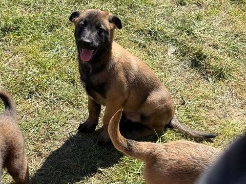 Malinois 600 36300 Le blanc