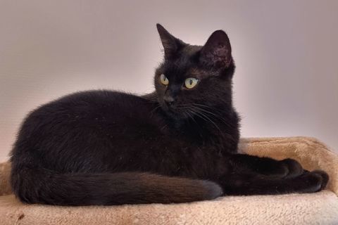 &Agrave; l'adoption Swan jeune chatte noire st&eacute;rilis&eacute;e identifi&eacute;e 0 89520 Saint-sauveur-en-puisaye