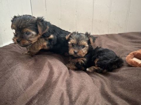 Yorkshire terrier 1100 85220 La chapelle-hermier