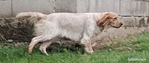 Femelle setter Lemon 1000 81240 Saint-amans-soult