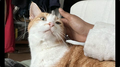 ROUXY CHERCHE UNE FAMILLE POUR LA VIE&nbsp; 90 75013 Paris