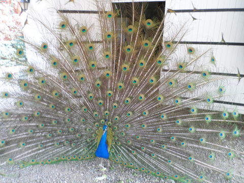 oiseaux d' agr&eacute;ment 0 11300 Loupia