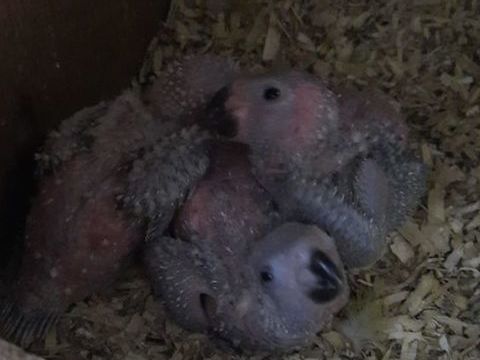 Jeune conure soleil pour EAM 400 