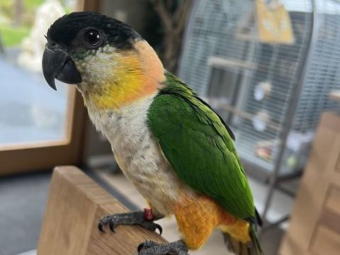 Caïque eam ages de 4 mois 450 60140 Bailleval