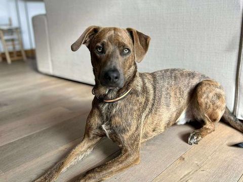 Ruben, mâle croisé berger, né le 04/10/2024 &#128054; 380 14000 Caen