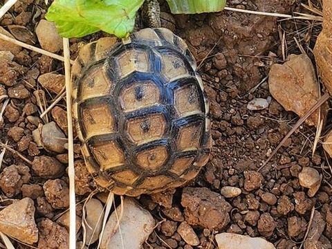 BB tortues graecca
60 34430 Saint-jean-de-v�das